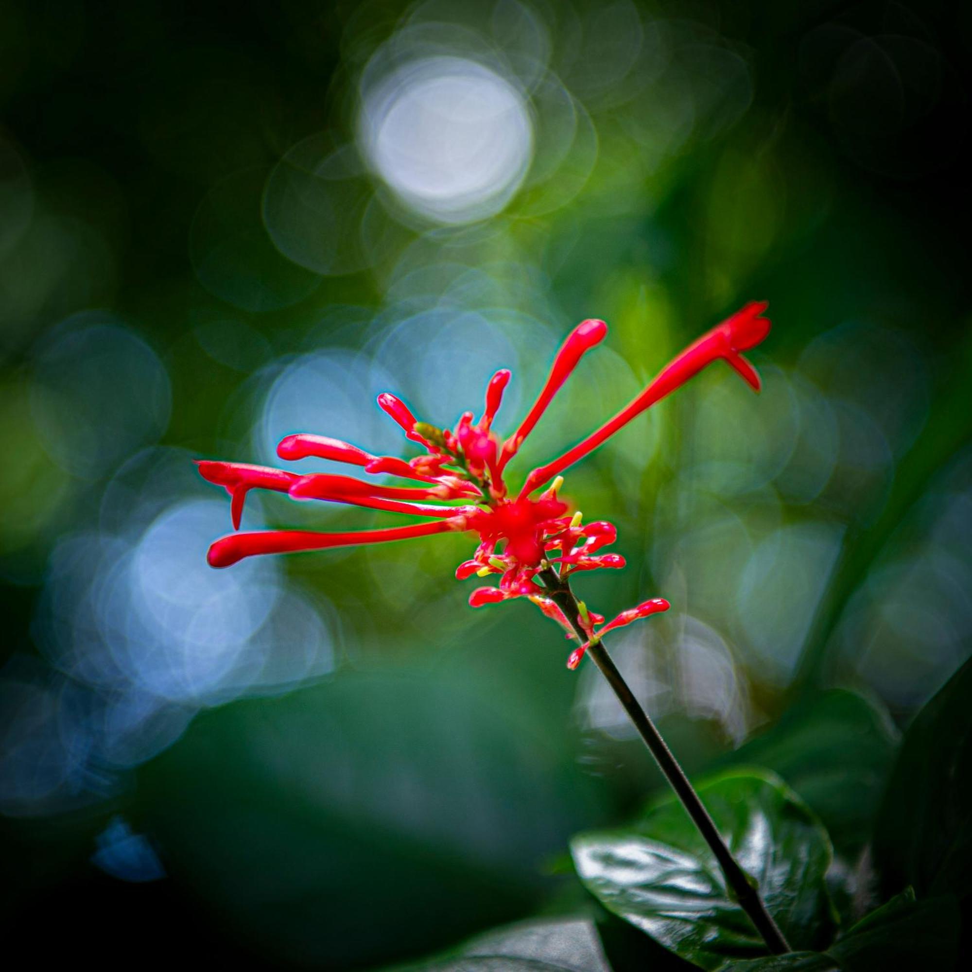 Secret Garden Iguazu Panzió Puerto Iguazú Kültér fotó