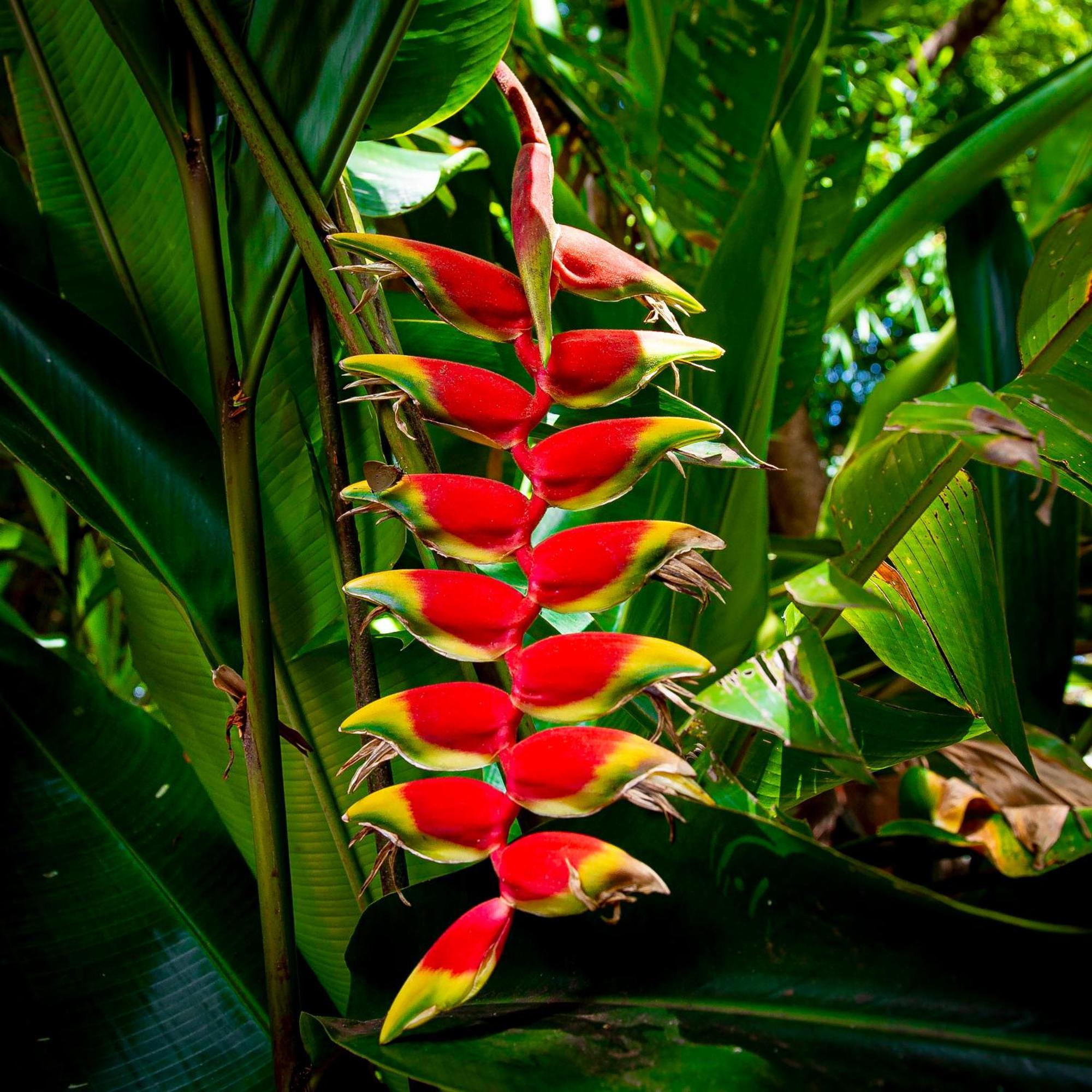 Secret Garden Iguazu Panzió Puerto Iguazú Kültér fotó